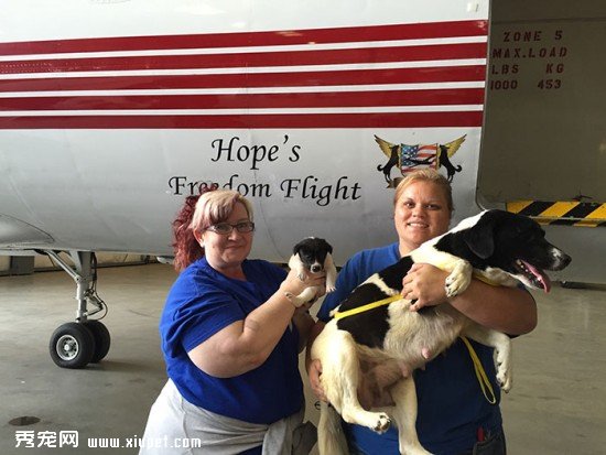 shelter-dog-airplane-transport-wings-of-rescue-yehuda-netanel-1