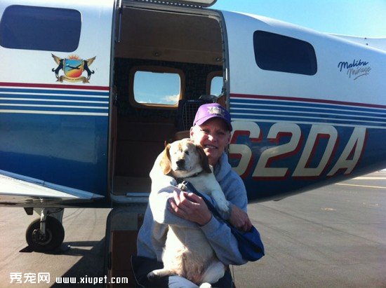 shelter-dog-airplane-transport-wings-of-rescue-yehuda-netanel-4