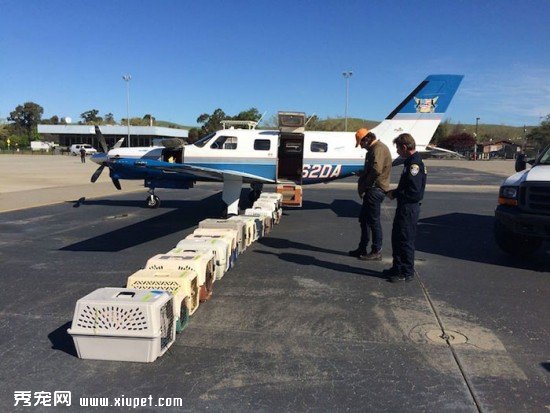 shelter-dog-airplane-transport-wings-of-rescue-yehuda-netanel-15