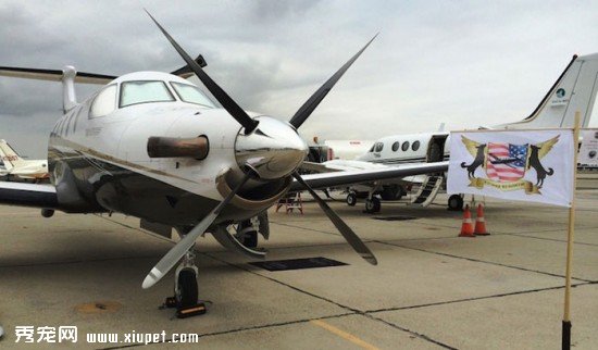 shelter-dog-airplane-transport-wings-of-rescue-yehuda-netanel-10
