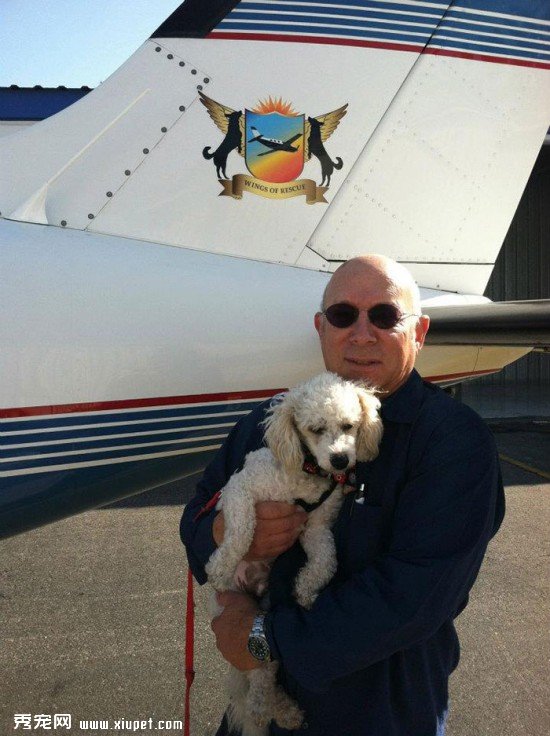 shelter-dog-airplane-transport-wings-of-rescue-yehuda-netanel-3