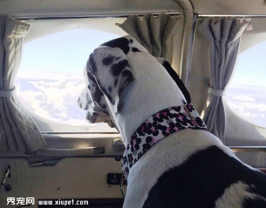 shelter-dog-airplane-transport-wings-of-rescue-yehuda-netanel-17
