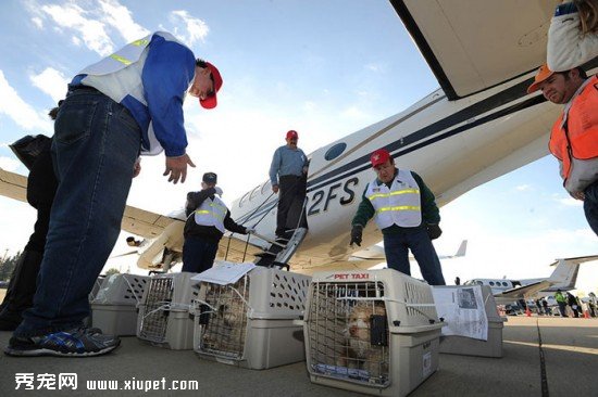 shelter-dog-airplane-transport-wings-of-rescue-yehuda-netanel-2