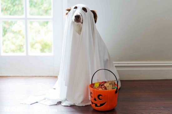 Halloween-1small__880