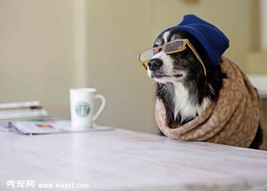 Border-Collie-Calendar1__880