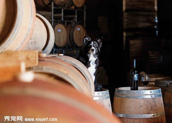 Border-Collie-Calendar2__880