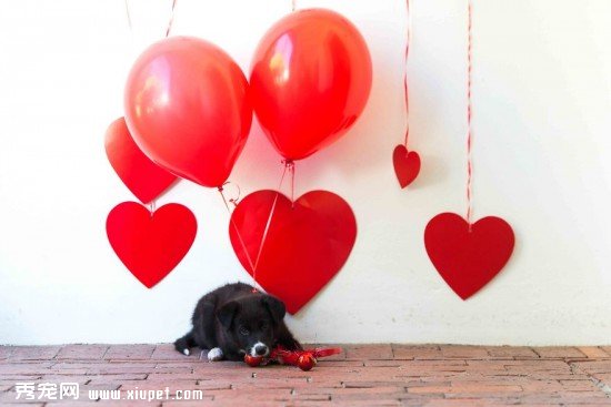 Border-Collie-Calendar__880