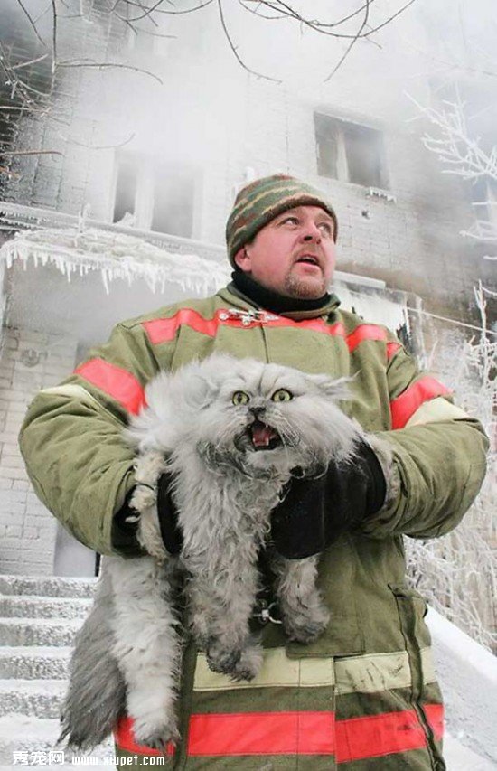 huge-cats-17__605
