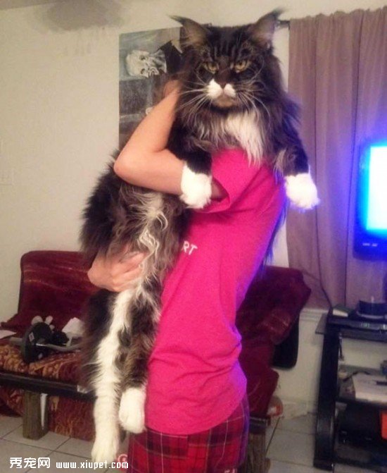 huge-cats-26__605