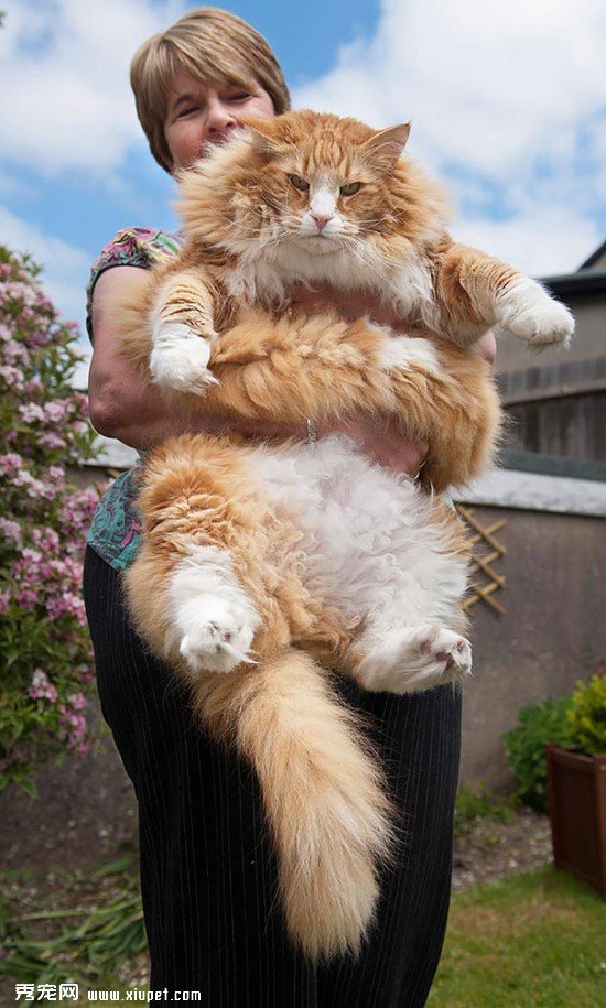 huge-cats-171__605