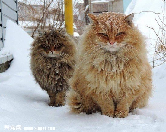 huge-cats-25__605