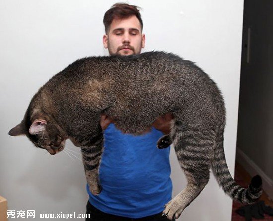 huge-cats-28__605