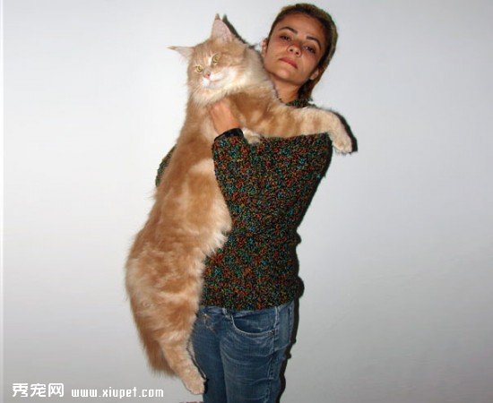 huge-cats-41__605