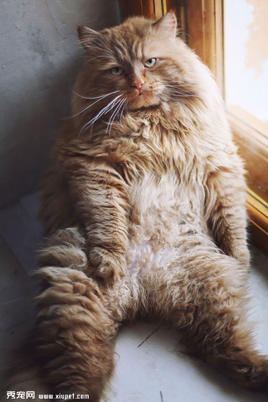 huge-cats-16__605
