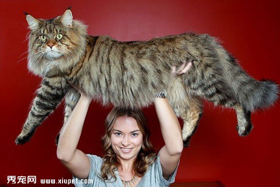 huge-cats-10__605
