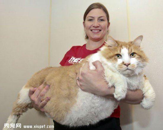 huge-cats-14__605