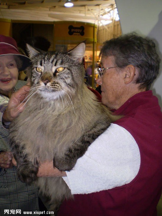 huge-cats-20__605