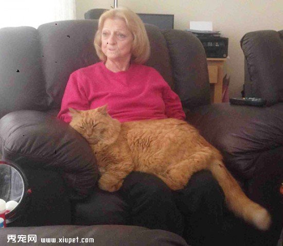 huge-cats-9__605