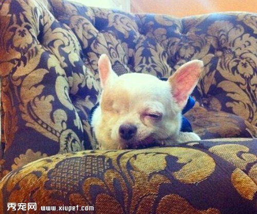 �����ҵ���ǿ�������ˣ�̩��һֻ�ۼ�����