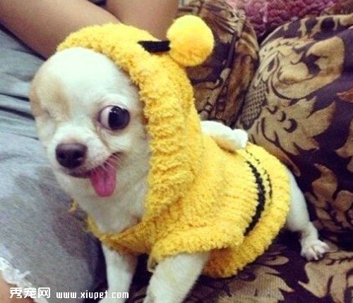 �����ҵ���ǿ�������ˣ�̩��һֻ�ۼ�����