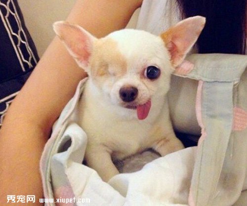 �����ҵ���ǿ�������ˣ�̩��һֻ�ۼ�����