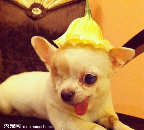 �����ҵ���ǿ�������ˣ�̩��һֻ�ۼ�����