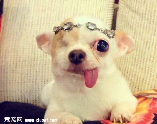 �����ҵ���ǿ�������ˣ�̩��һֻ�ۼ�����