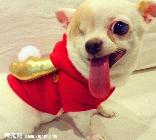 �����ҵ���ǿ�������ˣ�̩��һֻ�ۼ�����