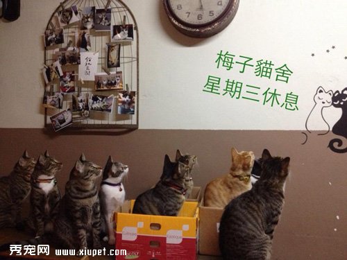 ��è�����ߵĳԻ���԰
