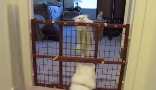 ��è����ѧϰ��è��������ӵ��������