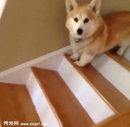 �»���֫ƽ����¥�����Ӵ���