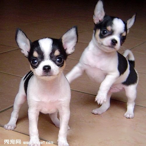 �������Ͼ��񼲲���ô��