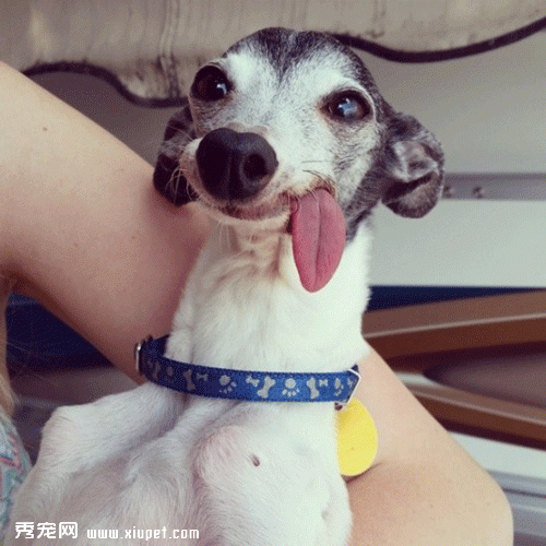 �����ﹷͼƬ��������ҹ��������͵���ʵ��Sid