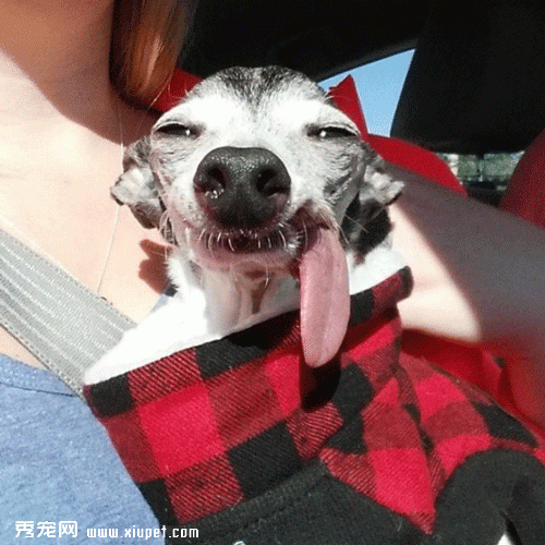 �����ﹷͼƬ��������ҹ��������͵���ʵ��Sid