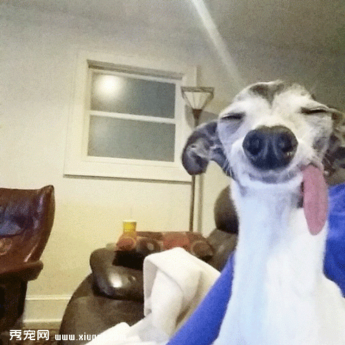 �����ﹷͼƬ��������ҹ��������͵���ʵ��Sid