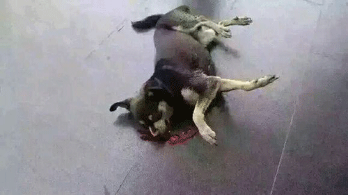 �����ﹷ�����������ߺã�������ʹ�����ǰ����