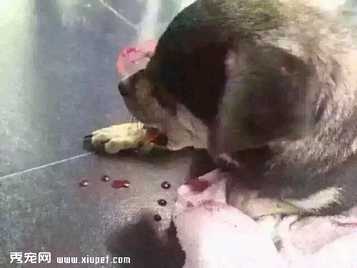�����ﹷ�����������ߺã�������ʹ�����ǰ����
