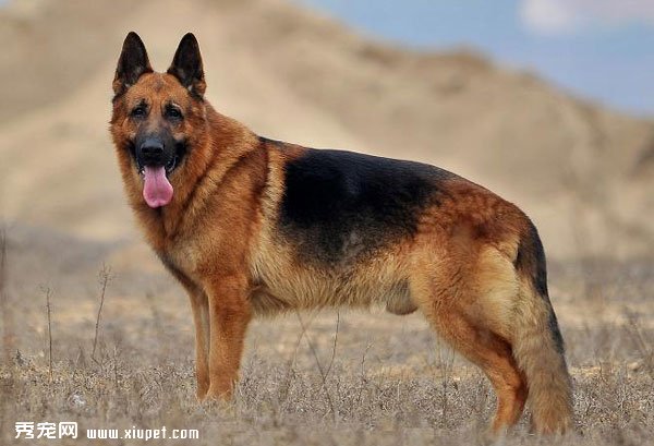 �����ؿ�|ʮ���������ʺ����ĳ��ﹷ��