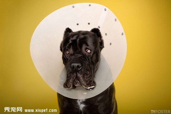 Timeout-Cone-of-shame-portrait-series4__880