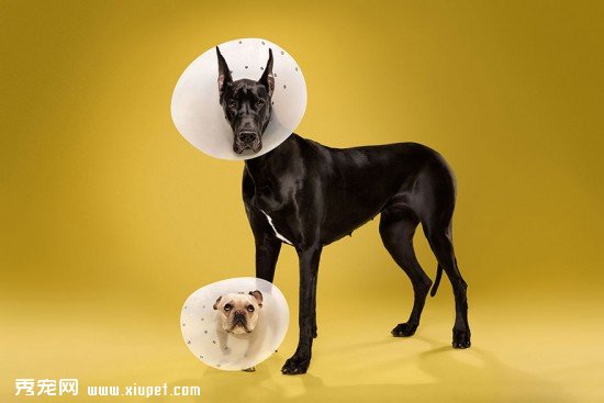 animal-portraits-pet-cone-timeout-ty-foster-2