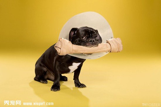 Timeout-Cone-of-shame-portrait-series1__880