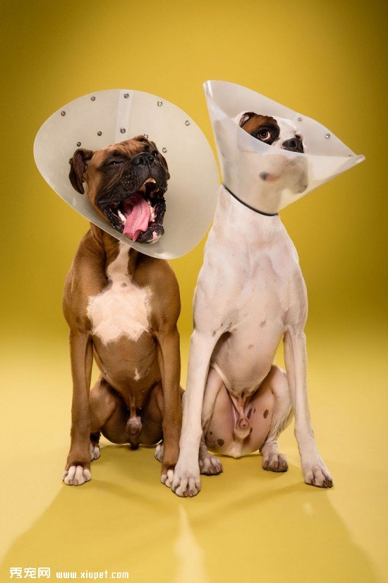 Timeout-Cone-of-shame-portrait-series14__880