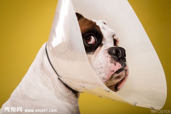 Timeout-Cone-of-shame-portrait-series8__880
