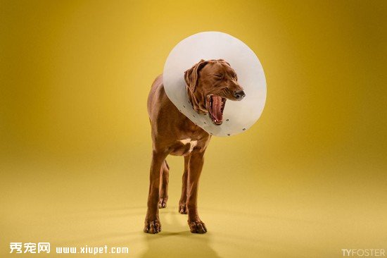 Timeout-Cone-of-shame-portrait-series9__880