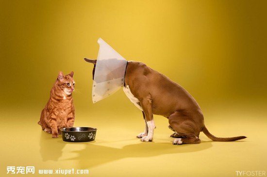 Timeout-Cone-of-shame-portrait-series__880