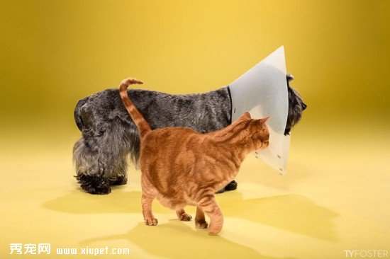 Timeout-Cone-of-shame-portrait-series6__880