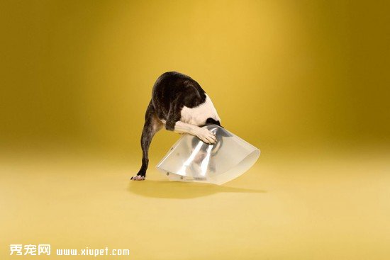 animal-portraits-pet-cone-timeout-ty-foster