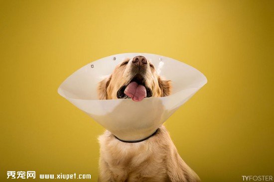 Timeout-Cone-of-shame-portrait-series5__880