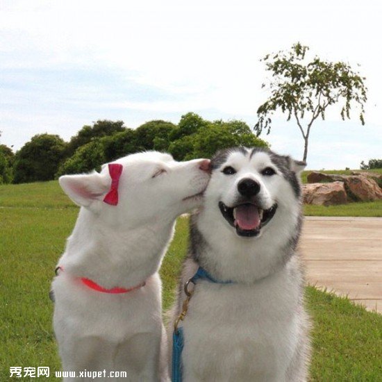 dog-best-friends-62__605