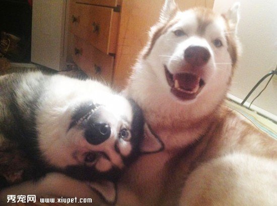dog-best-friends-4__605